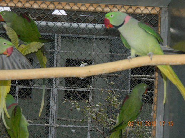 pasari noiembrie 2012 154