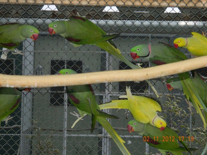 pasari noiembrie 2012 155