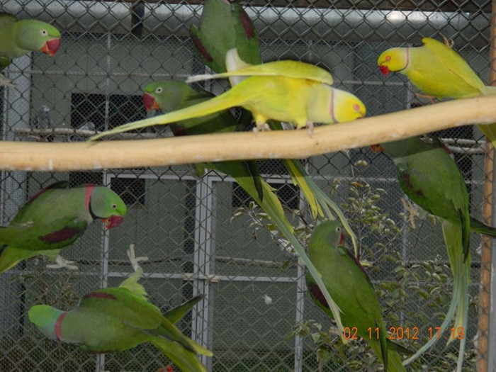 pasari noiembrie 2012 156