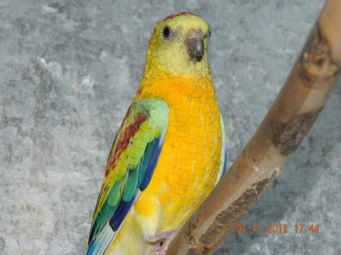 pasari noiembrie 2012 179