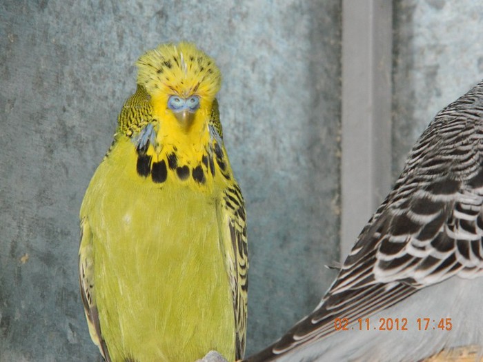 pasari noiembrie 2012 180