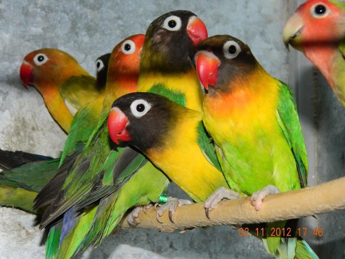 pasari noiembrie 2012 184