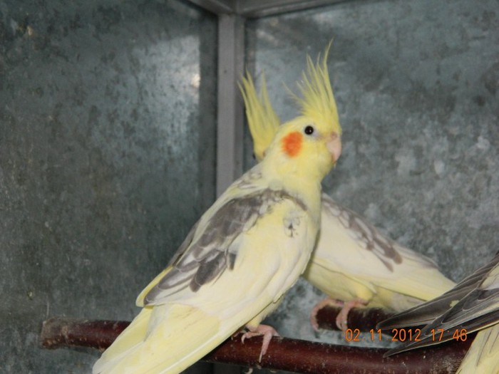 pasari noiembrie 2012 185