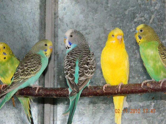 pasari noiembrie 2012 188