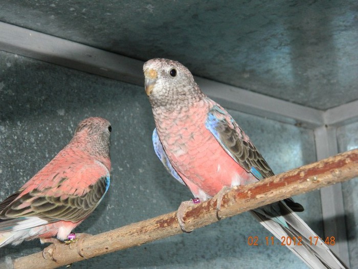 pasari noiembrie 2012 192