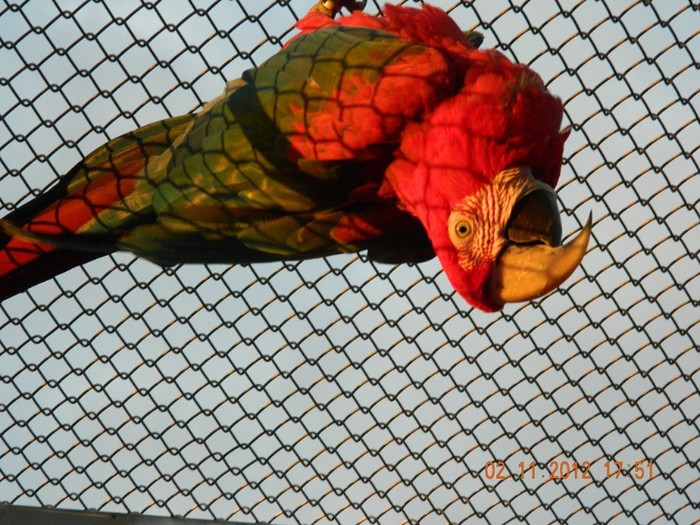 pasari noiembrie 2012 196