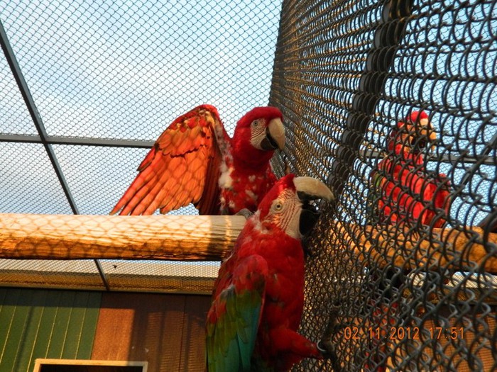 pasari noiembrie 2012 197