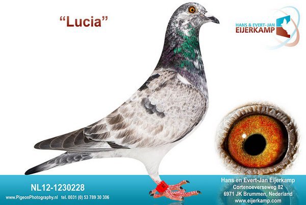 NL12-1230228