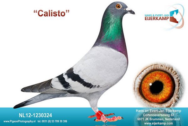 NL12-1230324