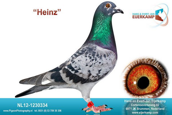 NL12-1230334