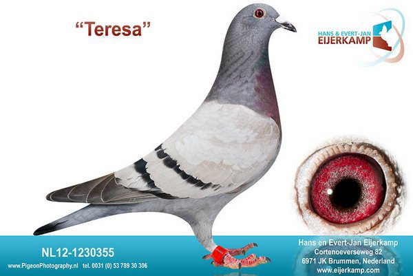 NL12-1230355