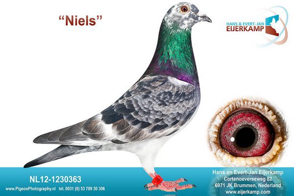 NL12-1230363