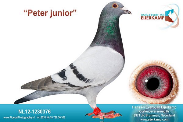 NL12-1230376