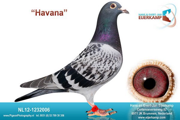 NL12-1232006