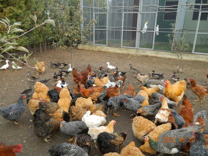 pasari noiembrie 2012 072