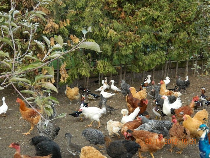 pasari noiembrie 2012 077