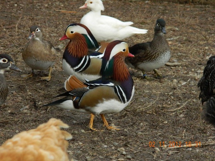 pasari noiembrie 2012 080