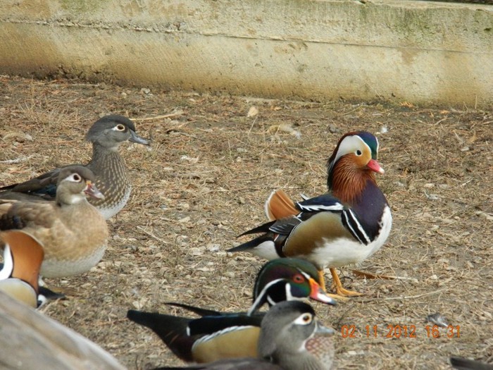 pasari noiembrie 2012 081