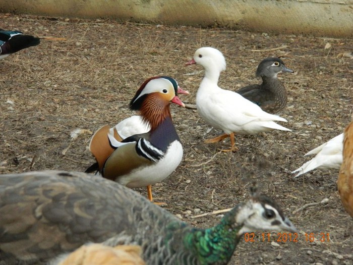 pasari noiembrie 2012 084 - Copy