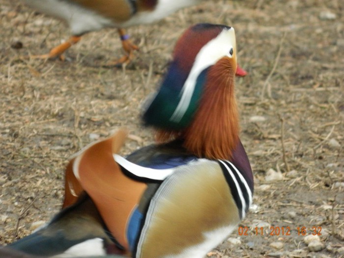 pasari noiembrie 2012 085 - Copy