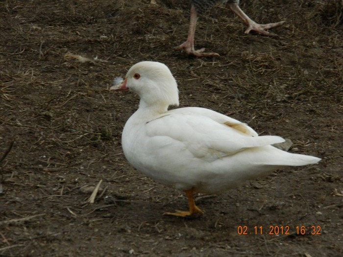 pasari noiembrie 2012 089