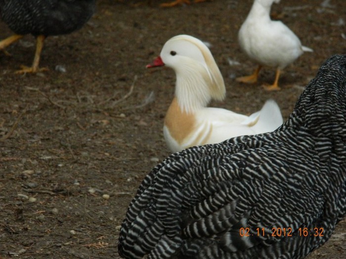 pasari noiembrie 2012 090