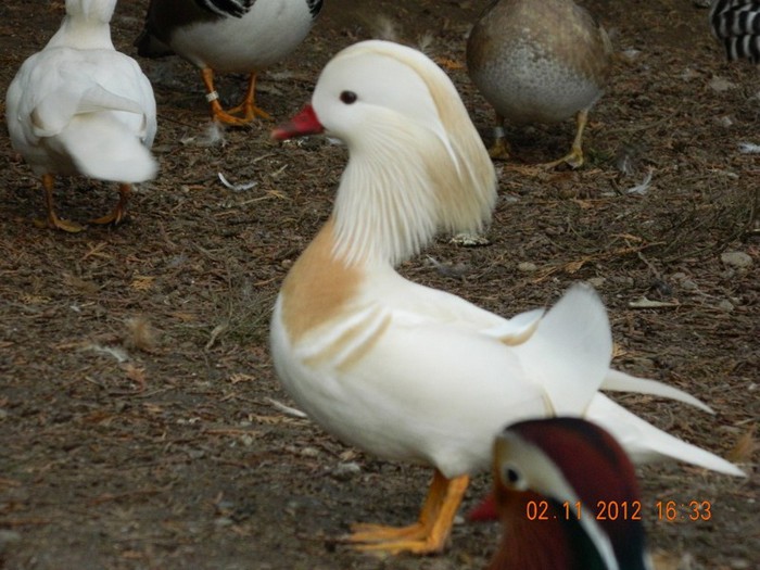 pasari noiembrie 2012 092