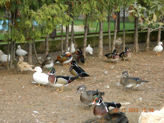 pasari noiembrie 2012 096