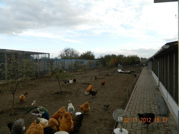 pasari noiembrie 2012 106