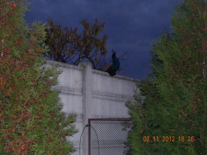 pasari noiembrie 2012 200