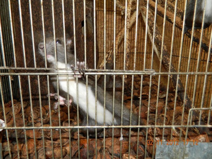 pasari noiembrie 2012 130