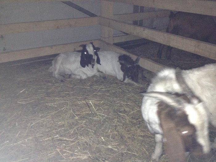 Alba de Banat x Boer - Indagra 2012