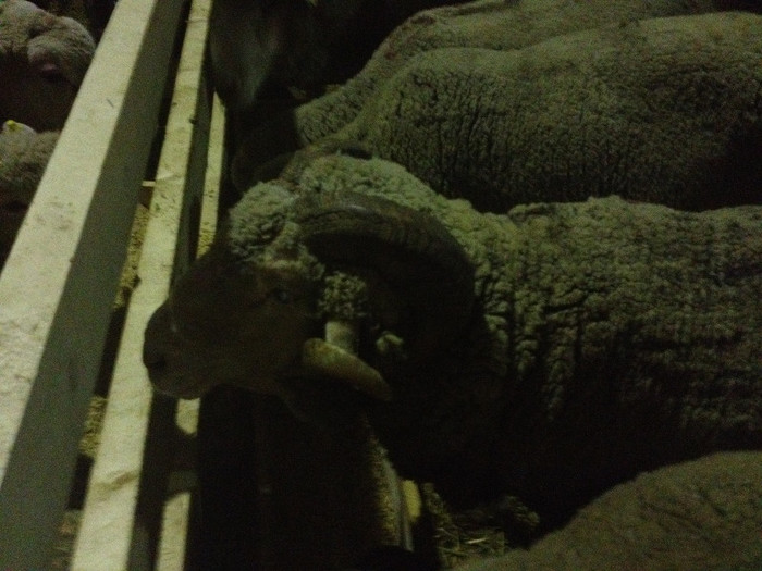 IMG_0826 - Indagra 2012