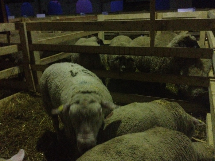 Metis Ile de France x Merinos de Palas