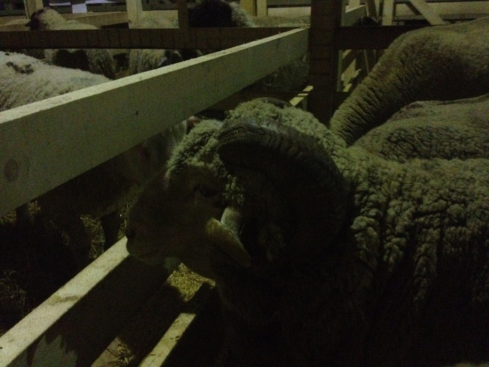 Mioare Merinos de Palas