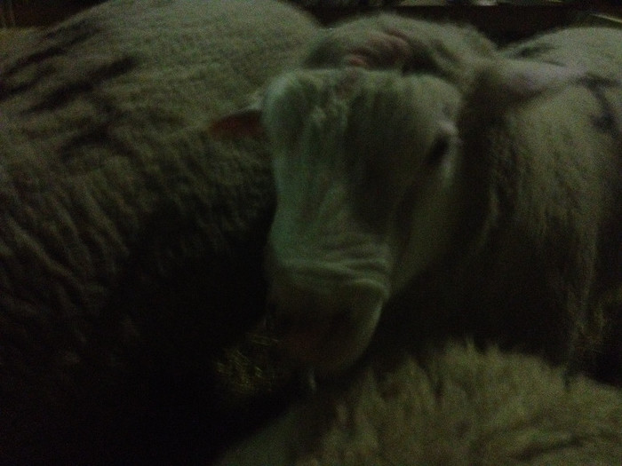 Linia de carne Palas