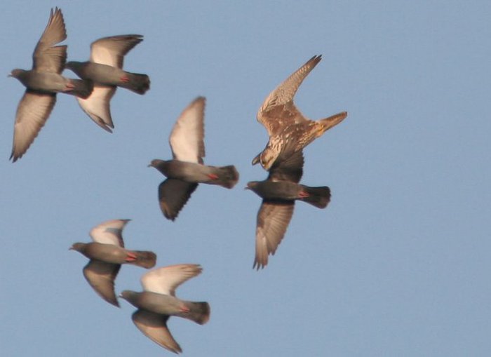 185796_102335606516086_100002189410072_18093_3010986_n