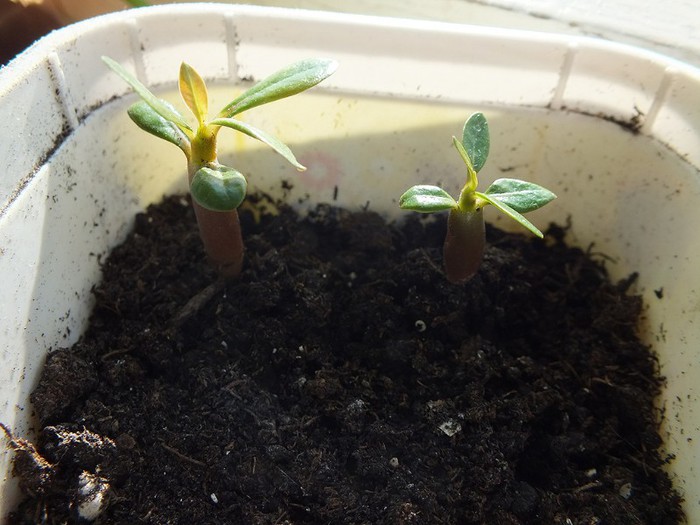 7b - 03 nov - Adenium obesum - germinare din seminte