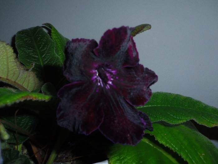 03 nov.. 2012 - Streptocarpus Morion