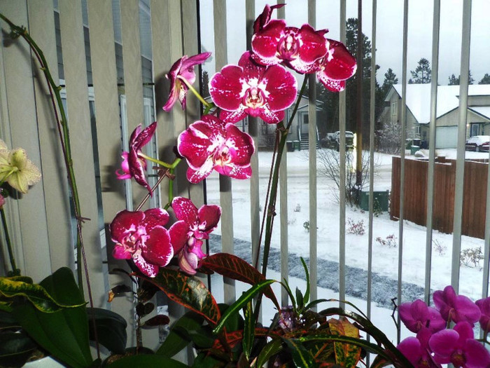 03 nov. 2012 - 2012 Orhidee