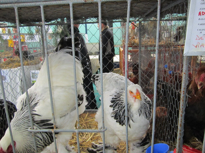 Picture 038 - indagra 2012