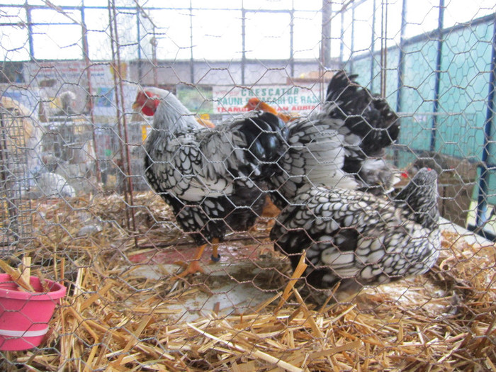 Picture 049 - indagra 2012