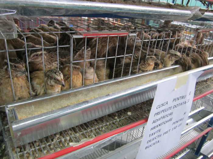 Picture 050 - indagra 2012