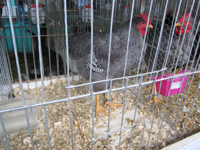Picture 065 - indagra 2012