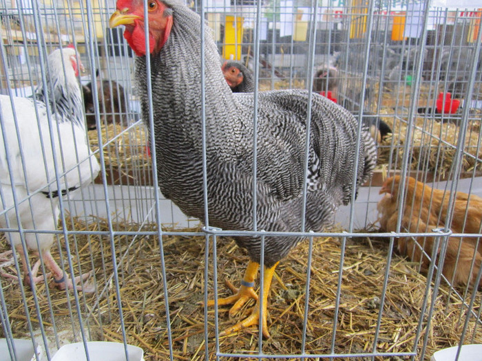 Picture 073 - indagra 2012