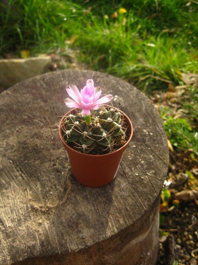 Inceput frumos de Noiembrie - Cactusi infloriti 2012