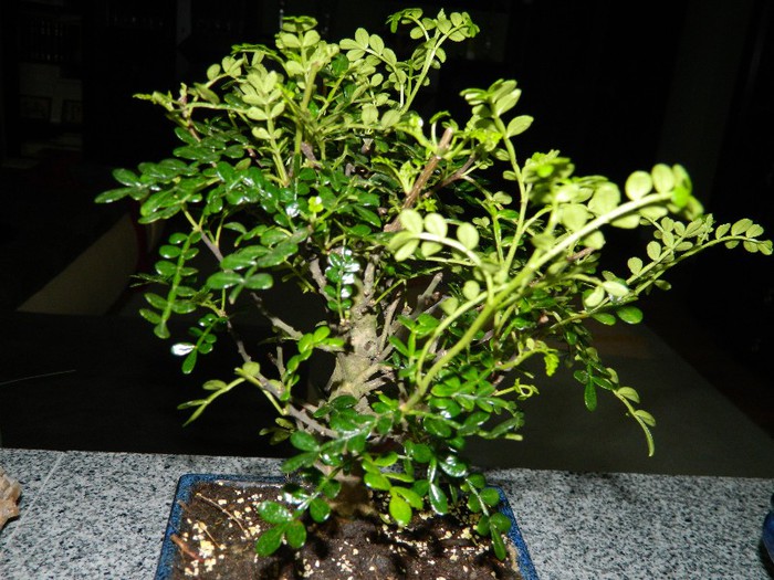 DSCN1227 - Bonsai - Zanthoxylum piperitum