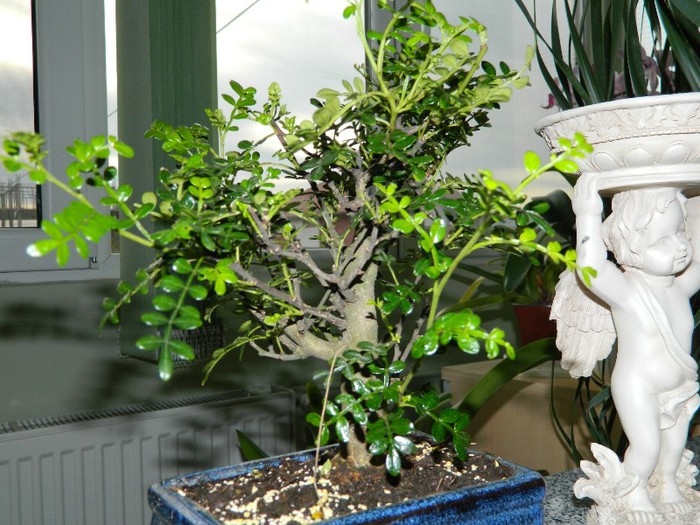 DSCN1226 - Bonsai - Zanthoxylum piperitum