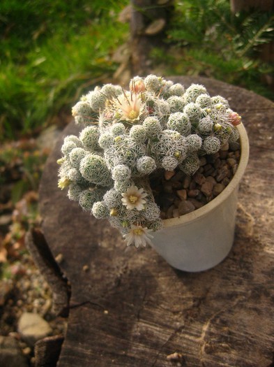 Mammillaria Grasillis - Cactusi infloriti 2012
