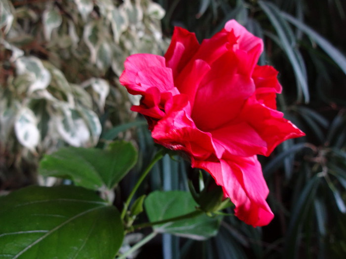 DSC00525 - Hibiscus